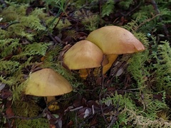 Cortinarius canarius