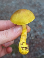 Cortinarius canarius
