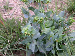 Cerinthe minor auriculata