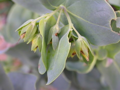 Cerinthe minor auriculata
