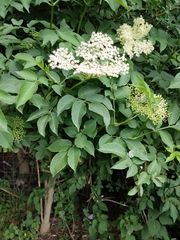 Sambucus nigra