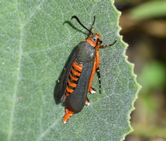 Eichlinia grande