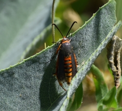 Eichlinia grande
