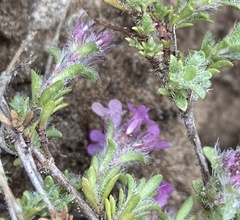 Thymus dolomiticus