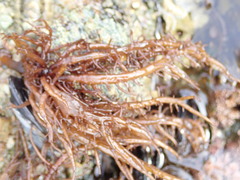 Cumagloia andersonii
