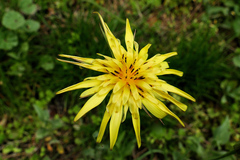 Tragopogon acanthocarpus
