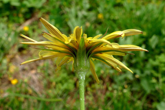 Tragopogon acanthocarpus