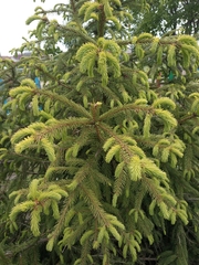 Picea abies