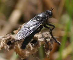 Dasypogon