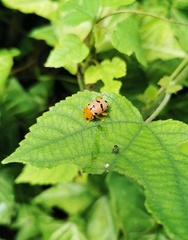 Podontia affinis