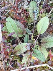 Brachyglottis lagopus