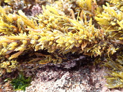 Sargassum agardhianum
