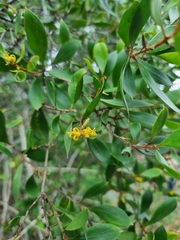 Persoonia stradbrokensis