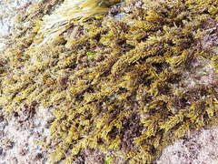 Sargassum agardhianum