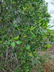 Persoonia stradbrokensis