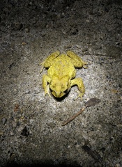 Duttaphrynus stuarti