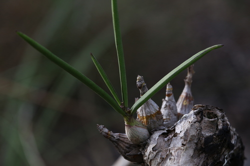 Image of Dendrobium canaliculatum by (c) Hugo Innes, some rights reserved (CC BY)