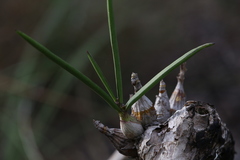 Dendrobium canaliculatum