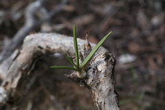 Dendrobium canaliculatum