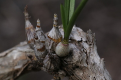 Dendrobium canaliculatum