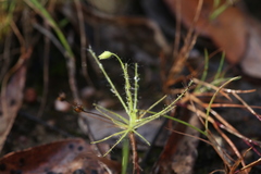 Byblis liniflora