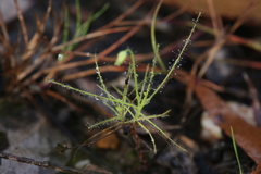 Byblis liniflora