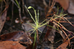 Byblis liniflora