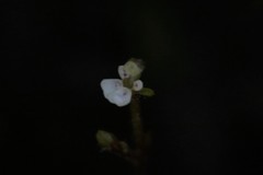 Stylidium tenerum