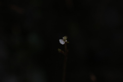 Stylidium tenerum