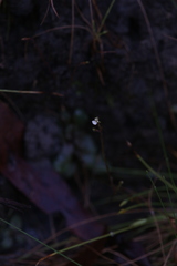 Stylidium tenerum