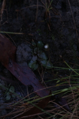 Stylidium tenerum