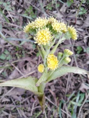 Petasites spurius