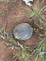 Chelodina steindachneri