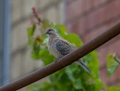 Streptopelia senegalensis