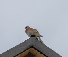 Streptopelia senegalensis
