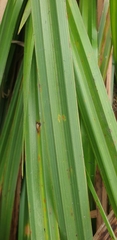 Cyperus dives