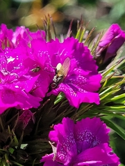 Thricops semicinereus