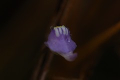 Utricularia caerulea