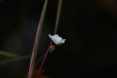 Utricularia caerulea