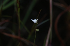 Utricularia caerulea