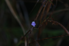 Utricularia caerulea