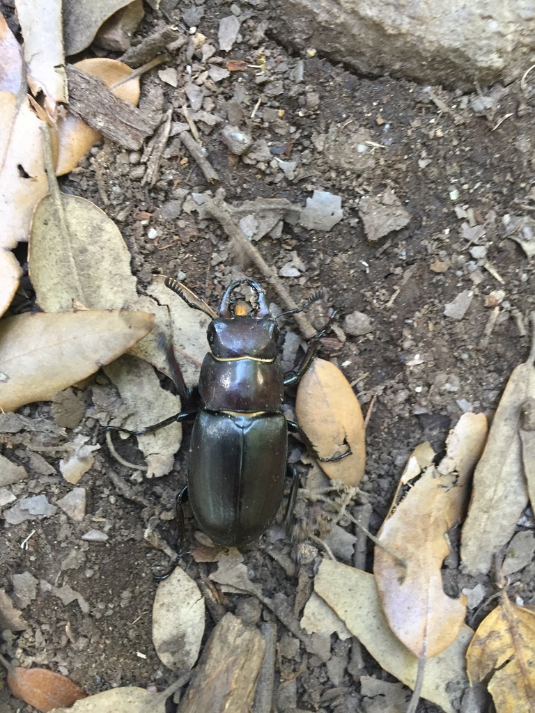 Lucanus tetraodon
