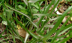 Tragopogon acanthocarpus