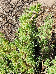 Suaeda australis