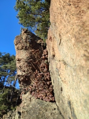 Sempervivum pittonii