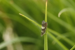 Dichrorampha sequana