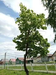Acer platanoides