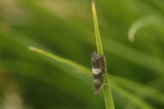 Dichrorampha sequana