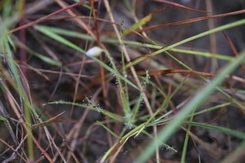 Byblis liniflora Salisb.