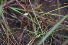 Byblis liniflora